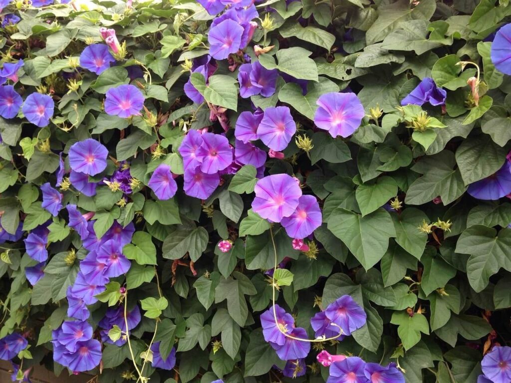 beautiful morning glories