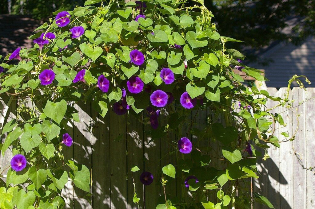 beautiful morning glories growing in an arch