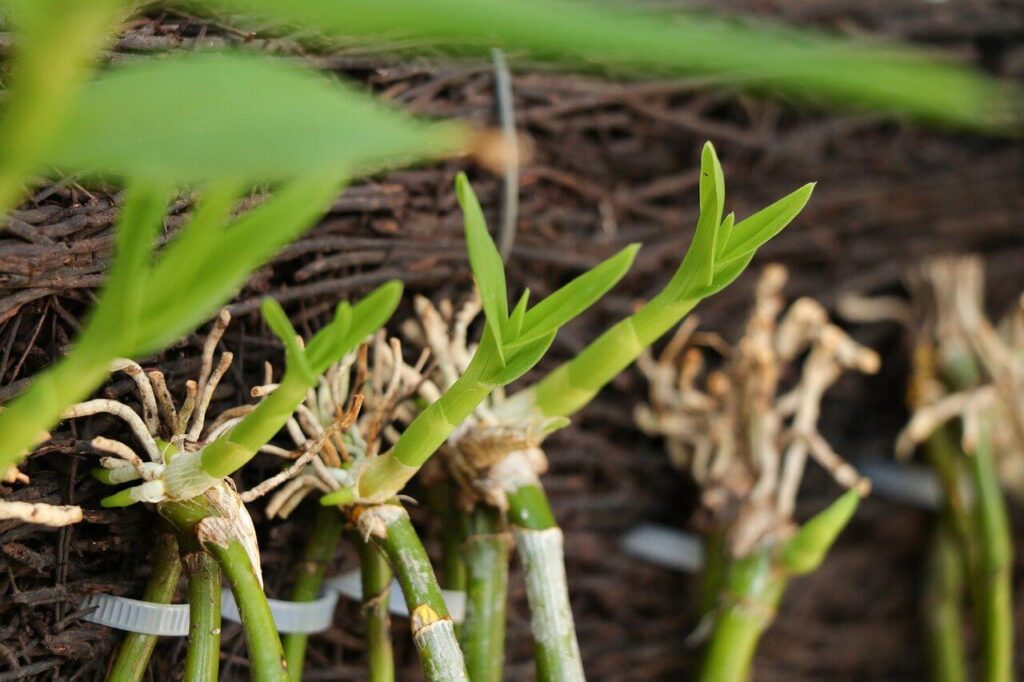 orchid plant roots