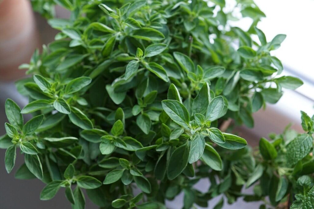 oregano plants and herbs