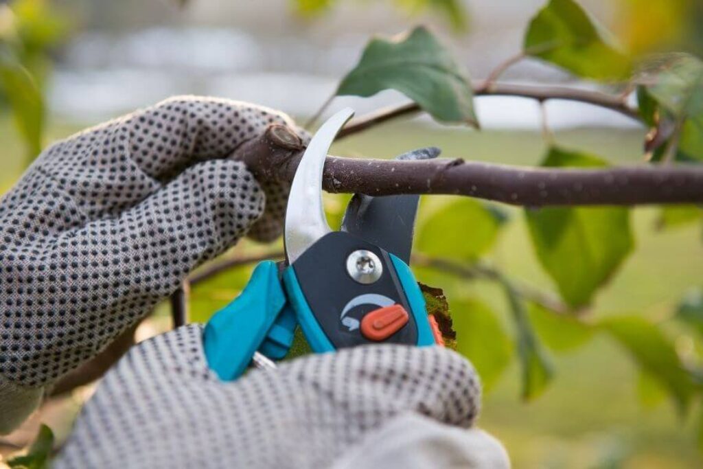 person pruning plants
