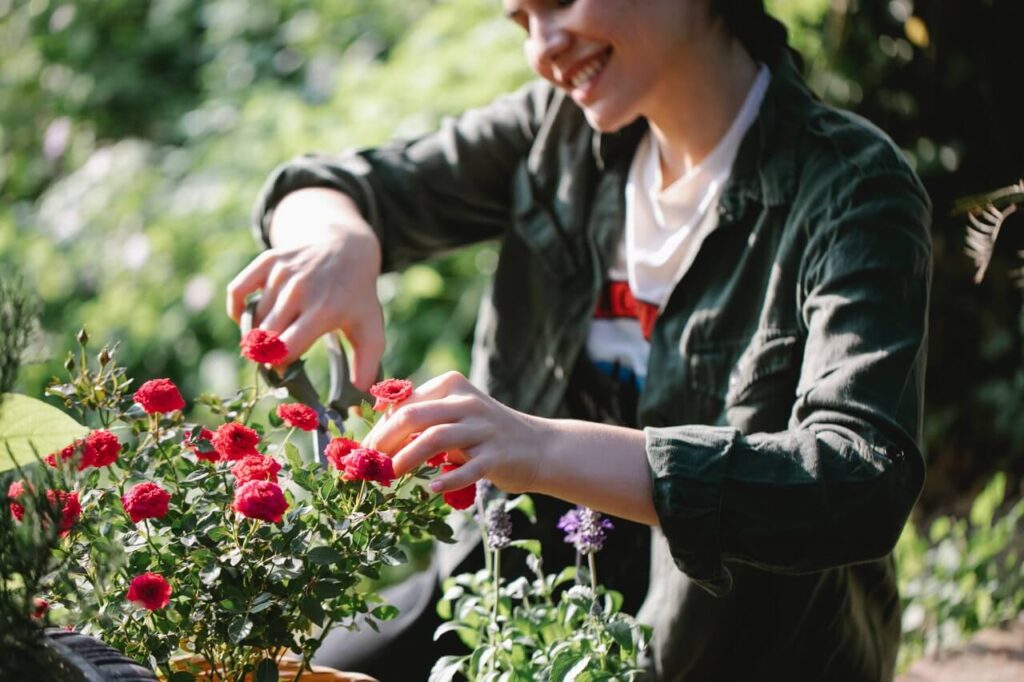 pruning roses