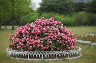 beautiful rose garden