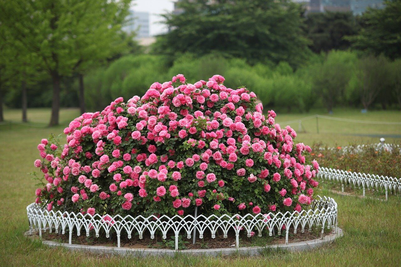 beautiful rose garden