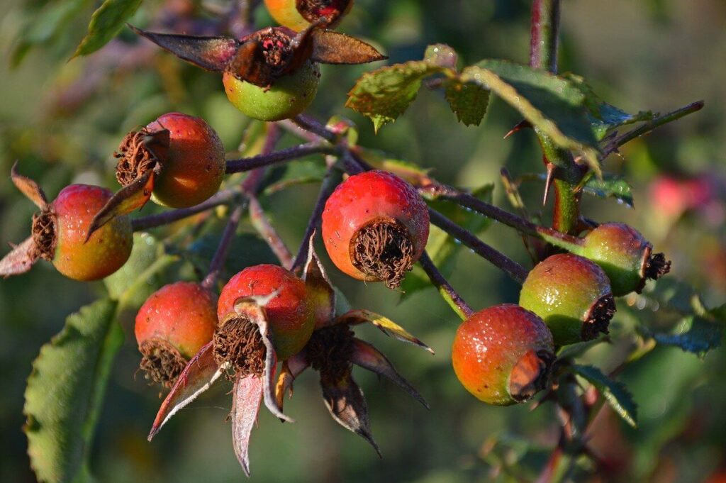 rosehips 