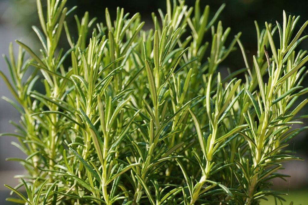 rosemary plants