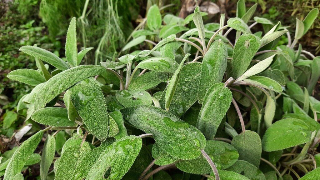 fresh sage leaves