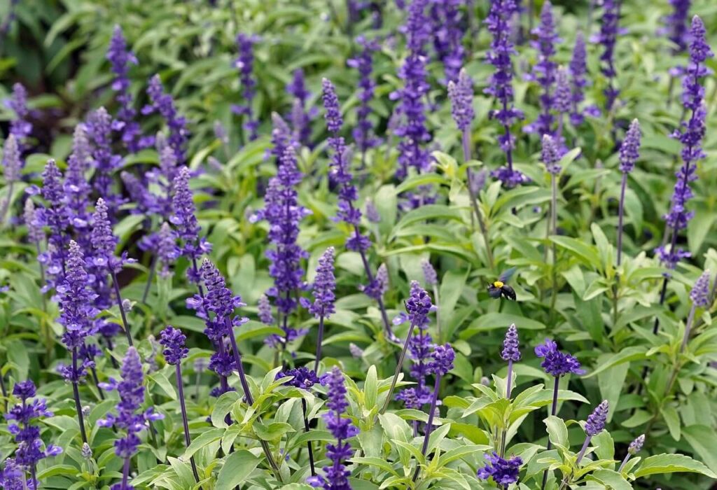 a garden with blue salvias