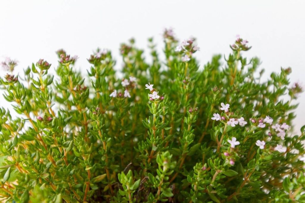 a bunch of thyme plants