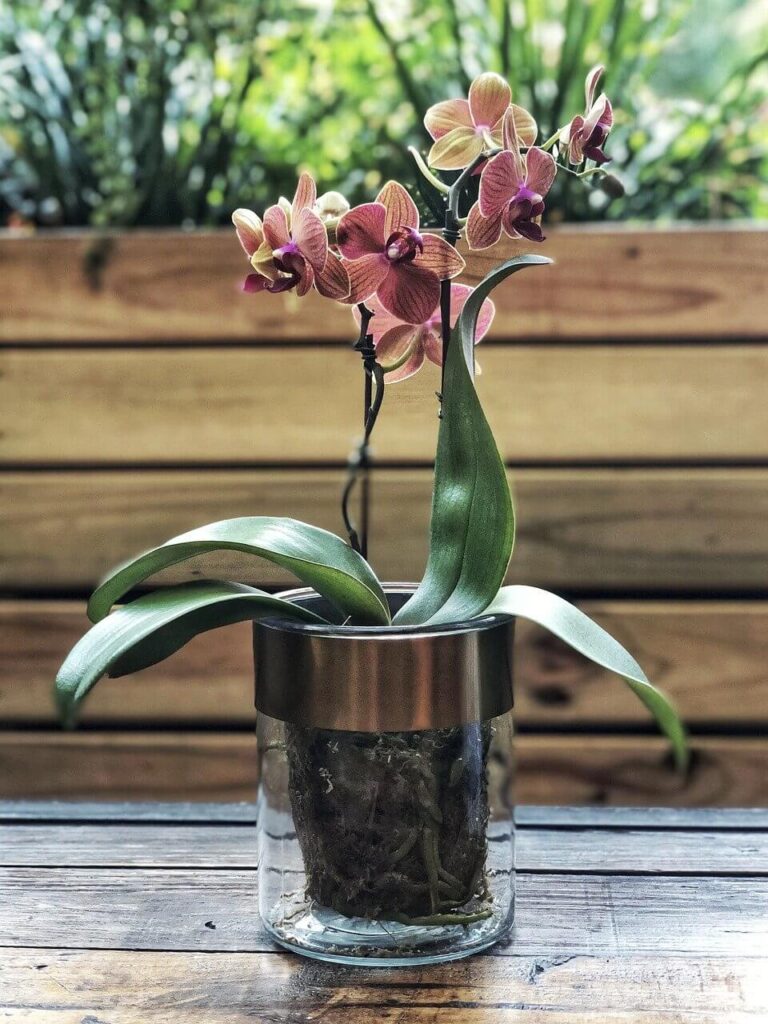 orchid plant in a vase