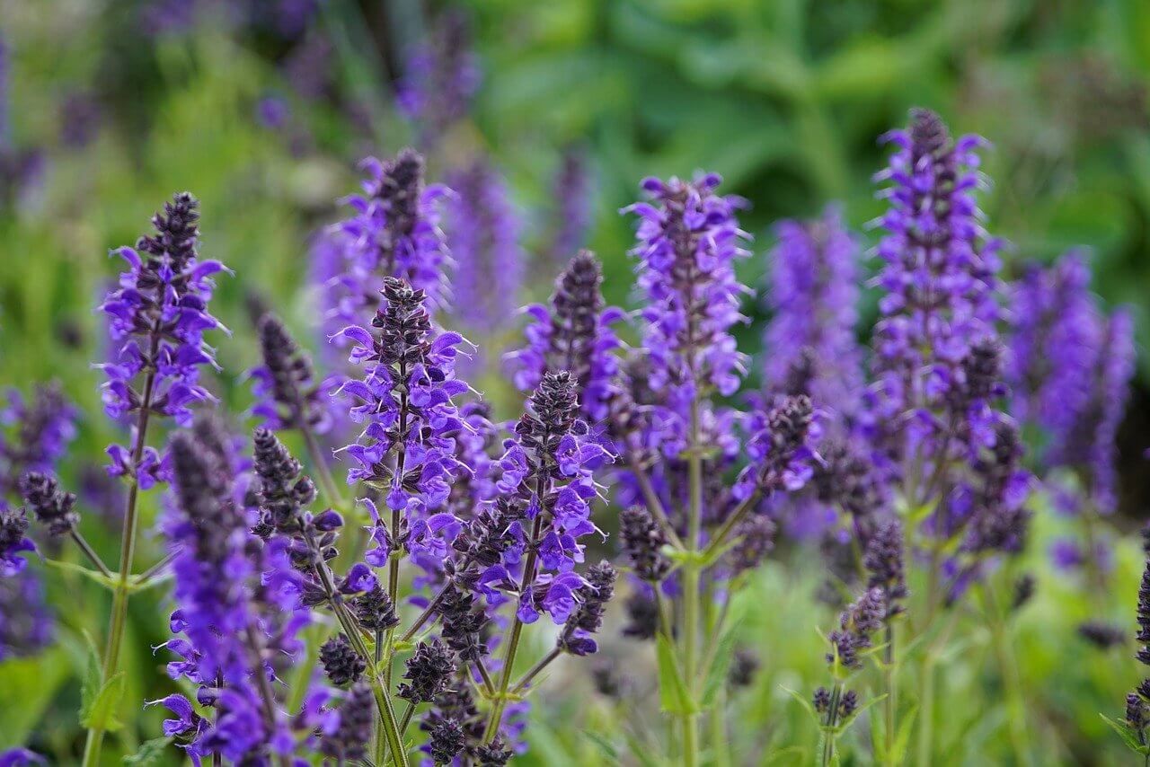 blue salvia plants