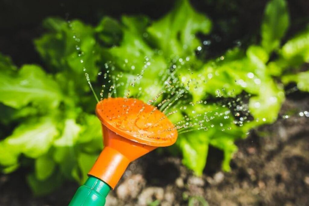 a hose for watering plants