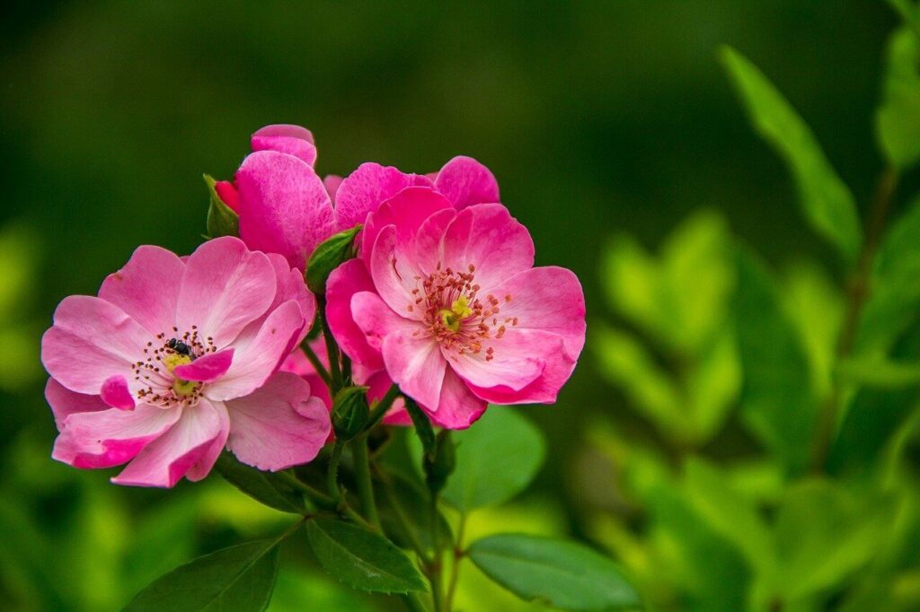 beautiful red wild roses