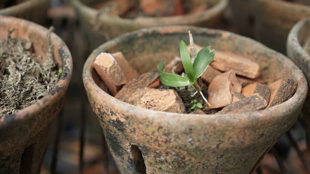 young orchid plant in a pot