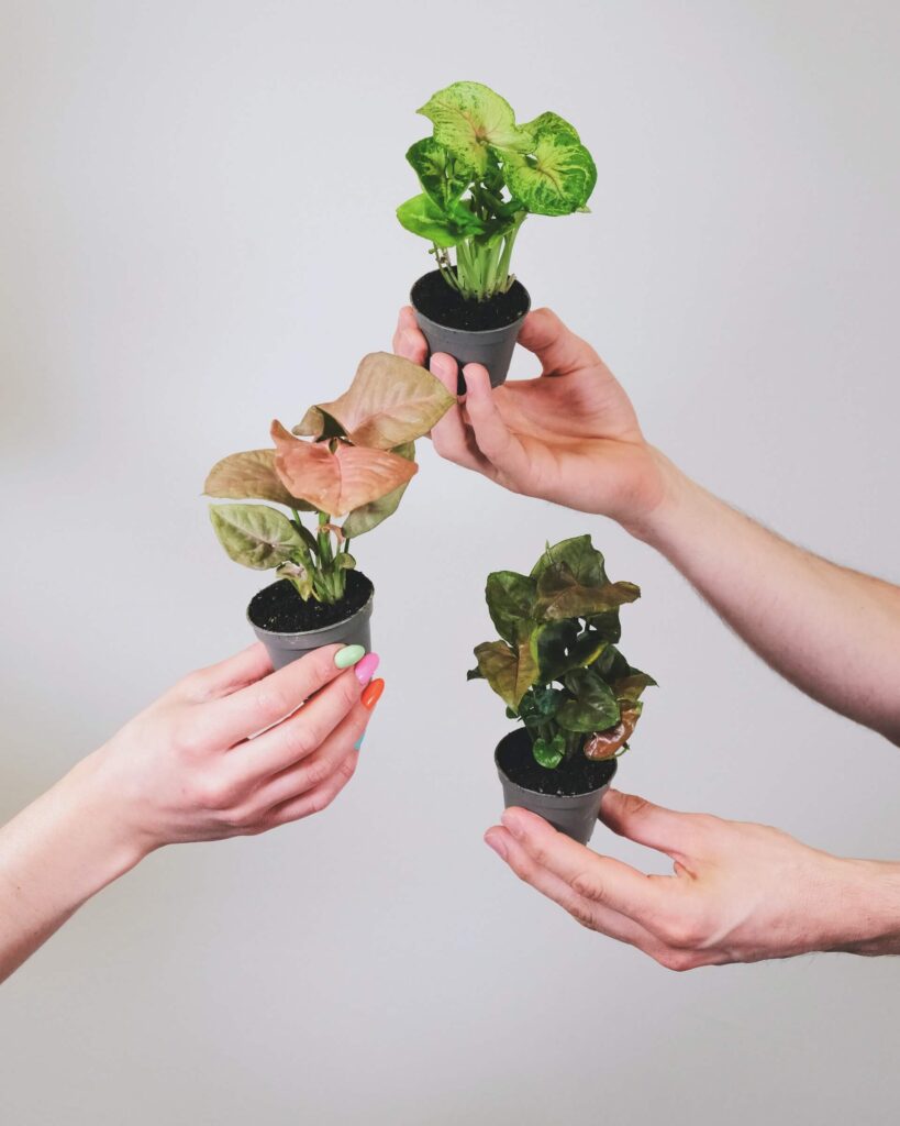 people holding arrowhead plants