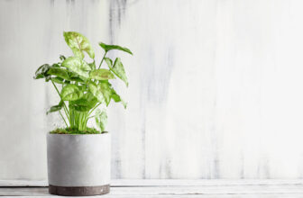 how to grow and care for arrowhead plants