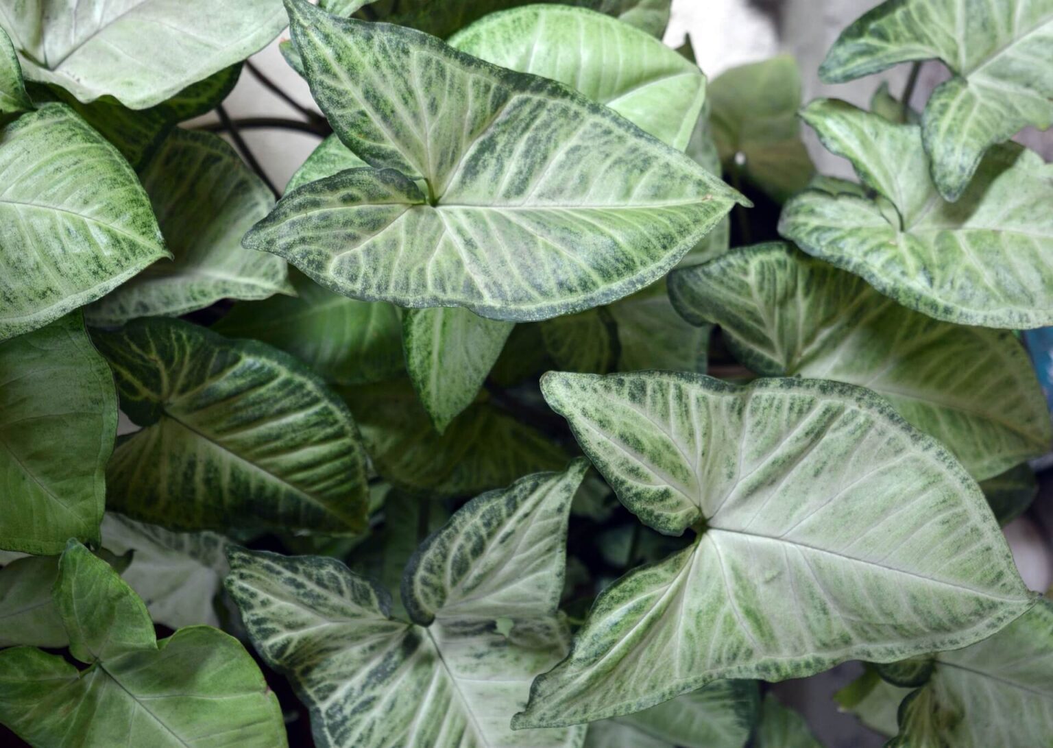 How to Care for Arrowhead Plants What You Need to Know TopBackyards