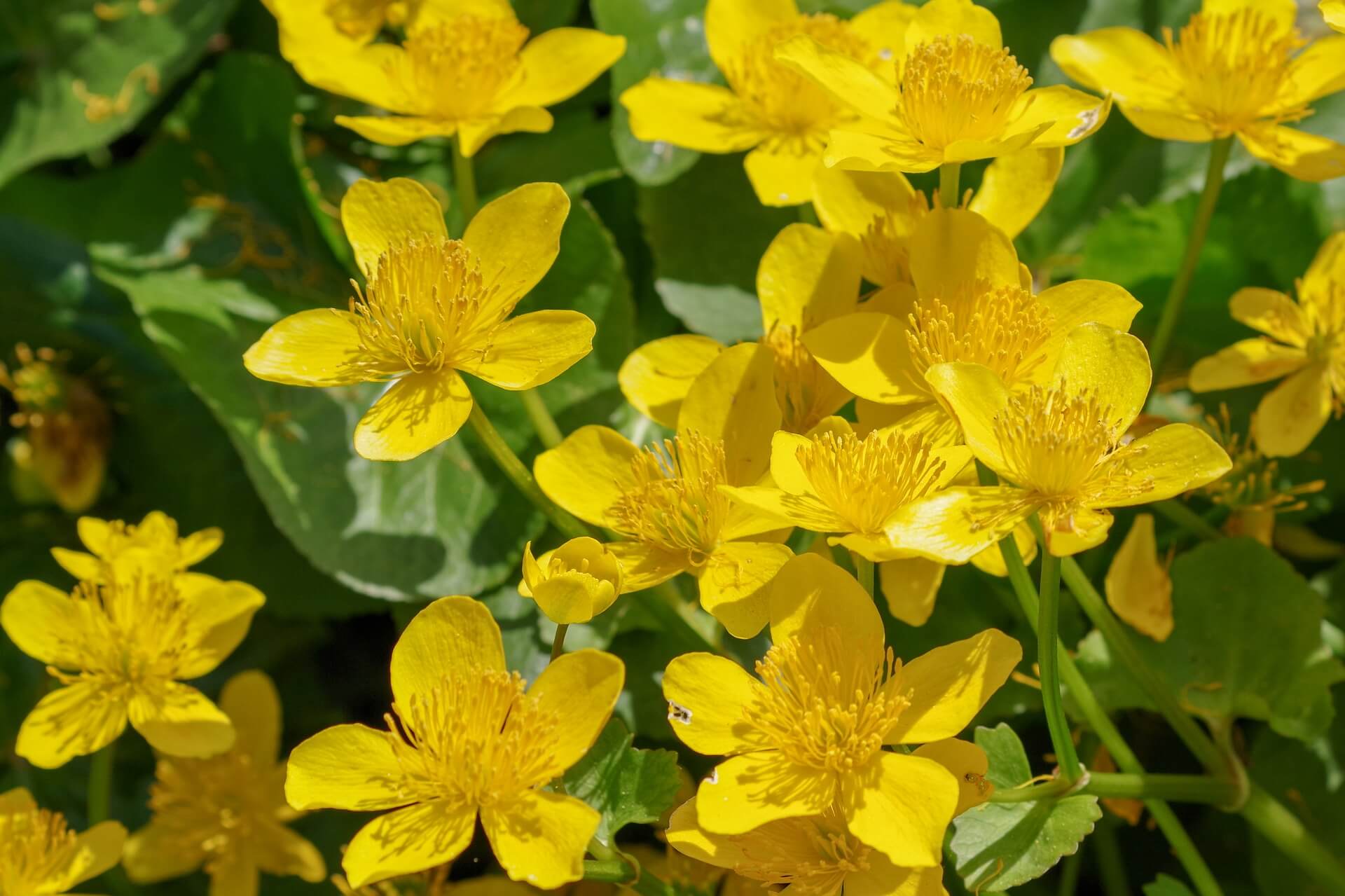 meadow buttercup plants