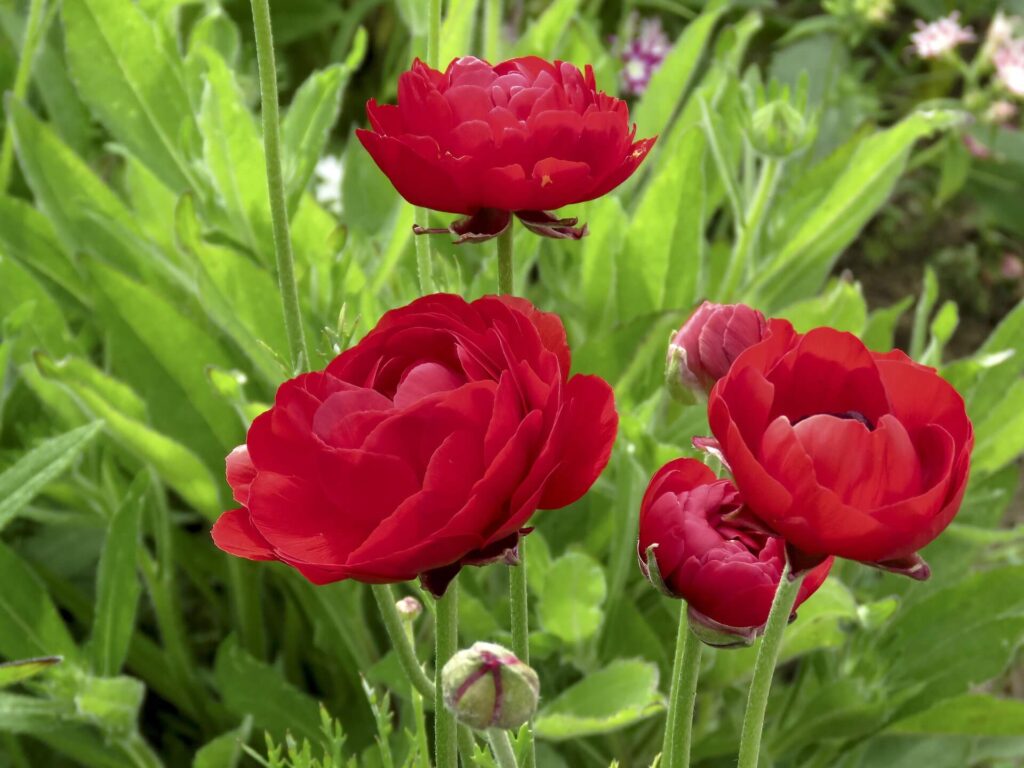 beautiful red buttercups