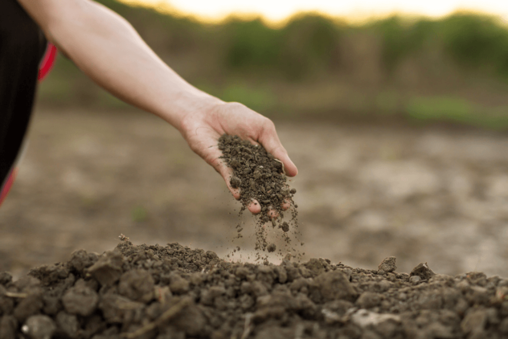 soil for plants