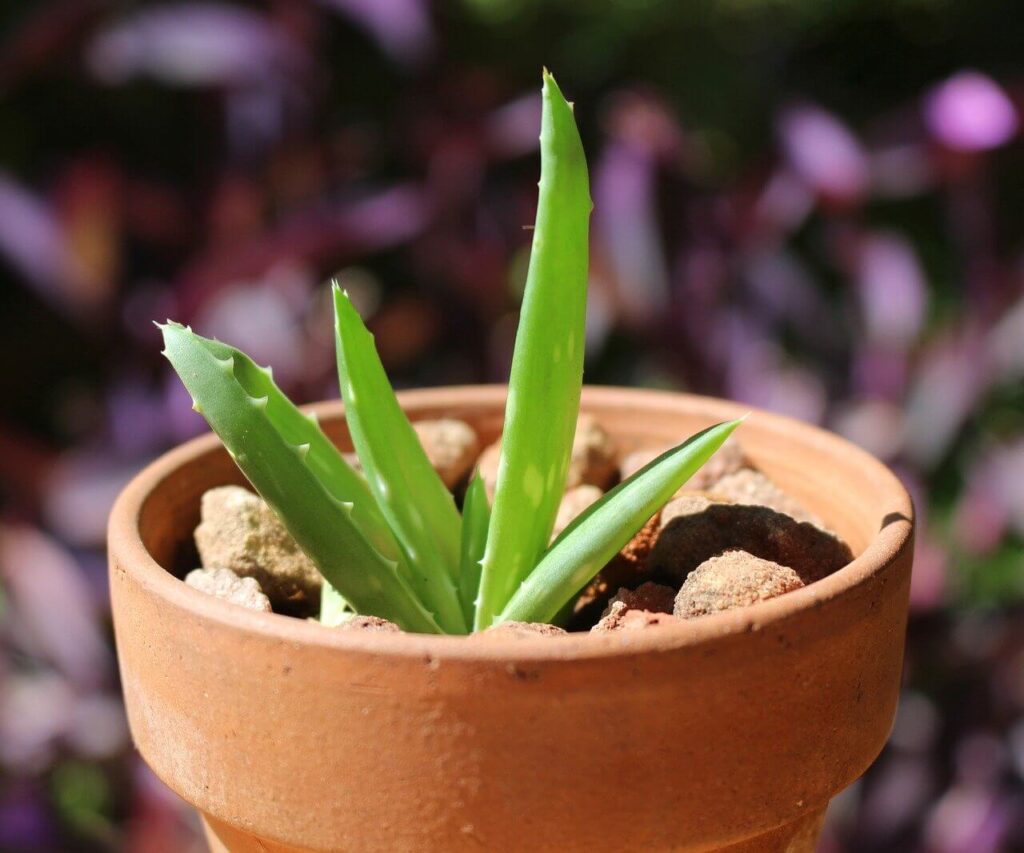 aloe vera plant in pot