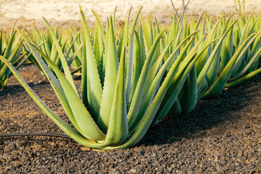rows of aloe vera plants