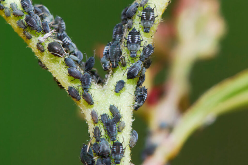 aphids on a plant