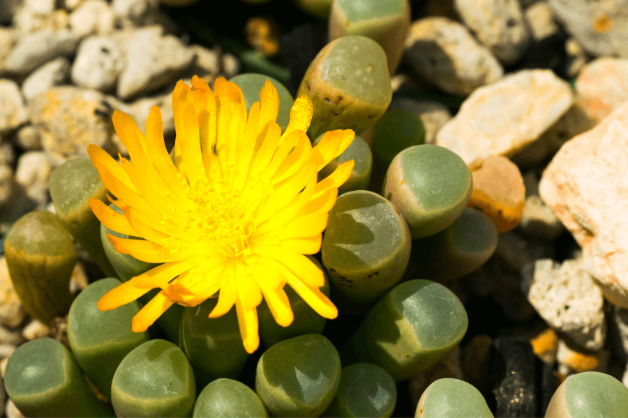 baby toe succulent with yellow flowers