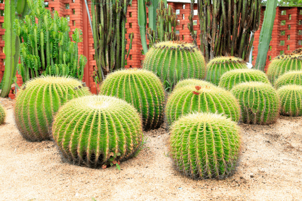 many ball cactuses