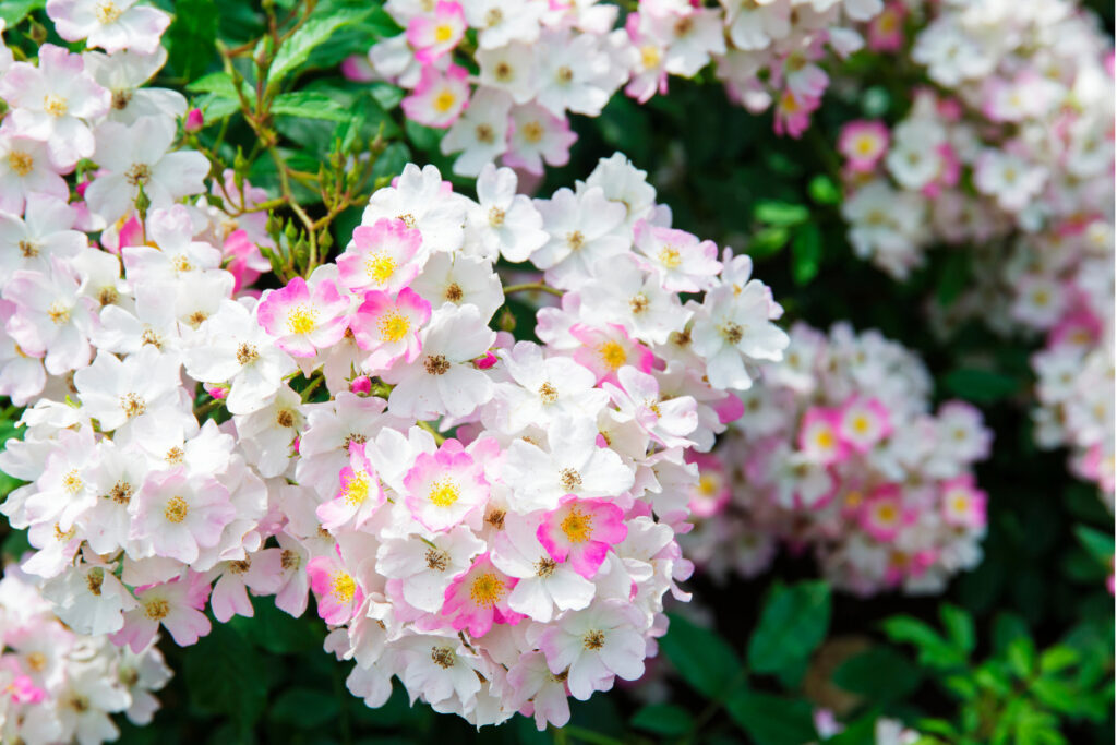 white and pink ballerina roses