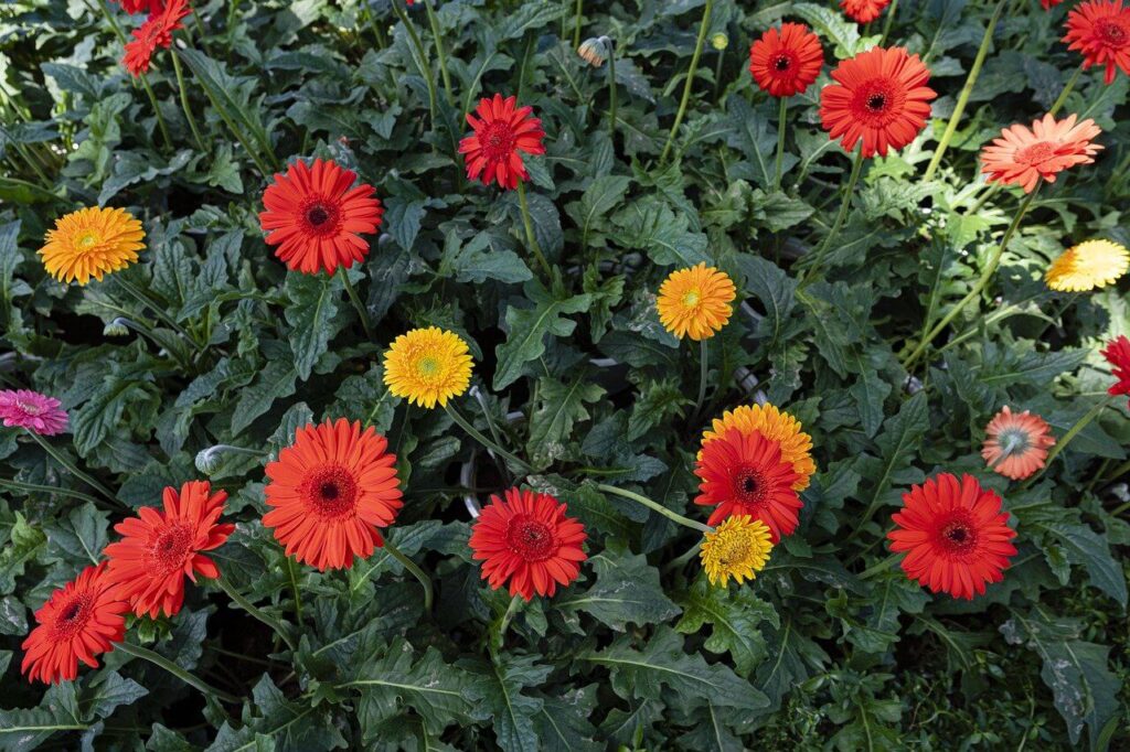 barberton daisies in many colours