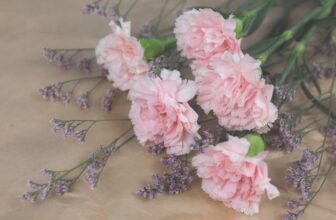 how to grow carnations guide