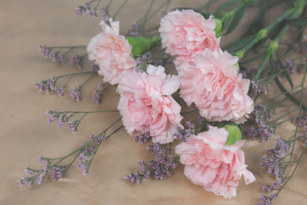 how to grow carnations guide