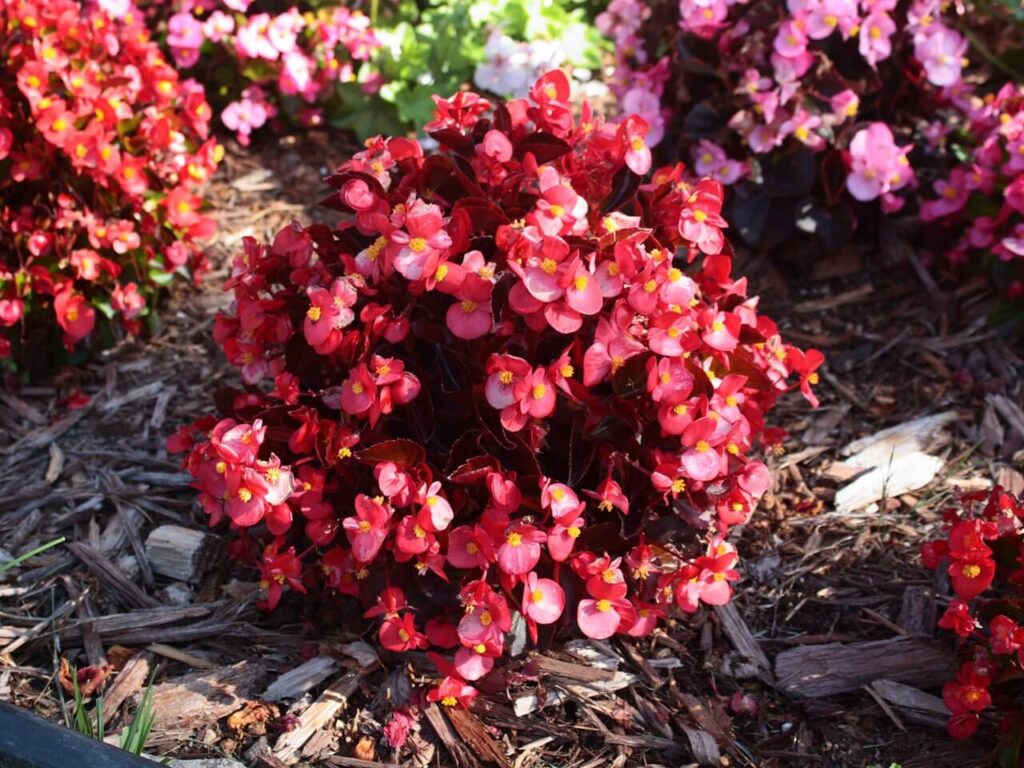 beautiful red begonia flowers