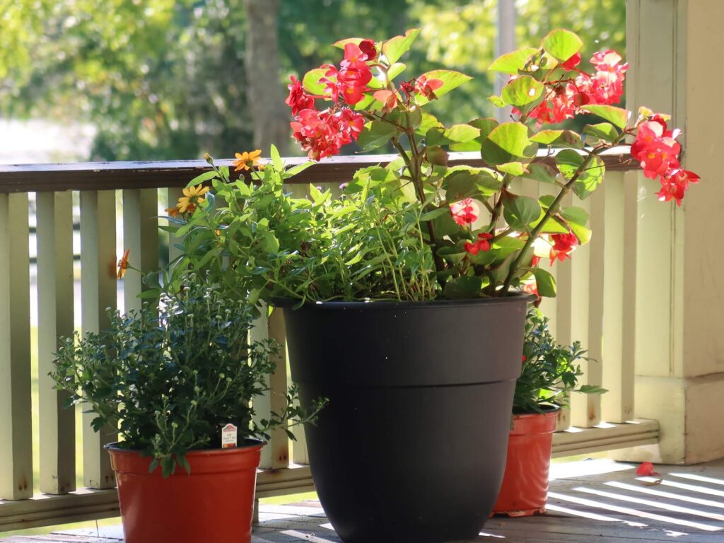 interesting begonias growing in pots