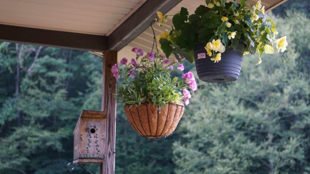 begonia plants in hanging pots