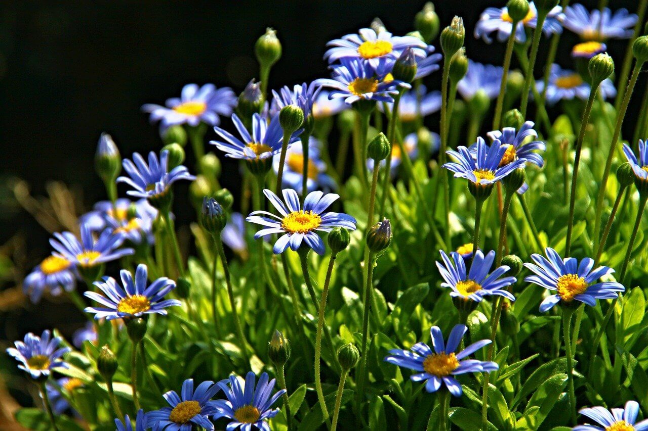 30 Blue Flowers to Grow in Your Garden TopBackyards