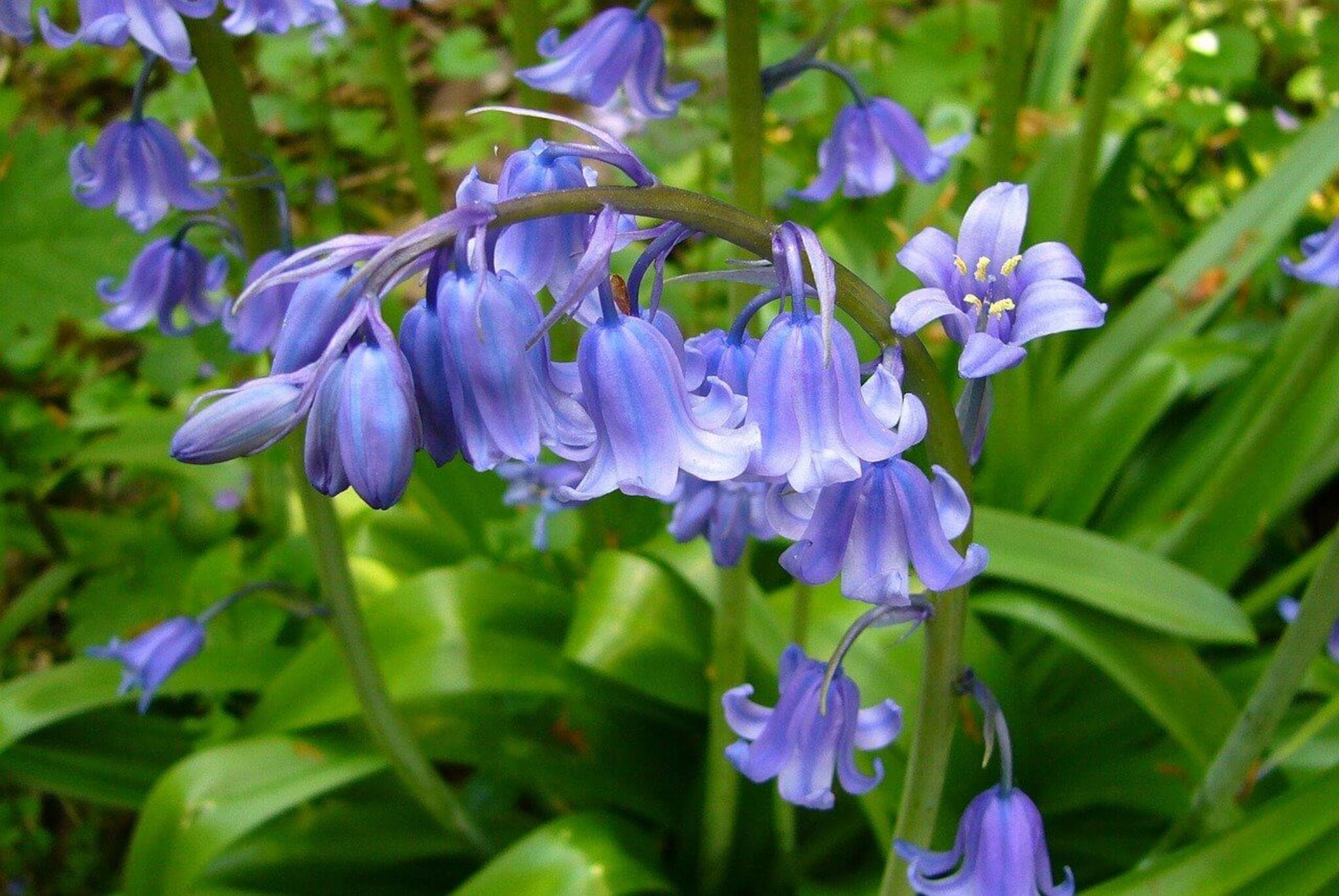 30 Blue Flowers to Grow in Your Garden TopBackyards