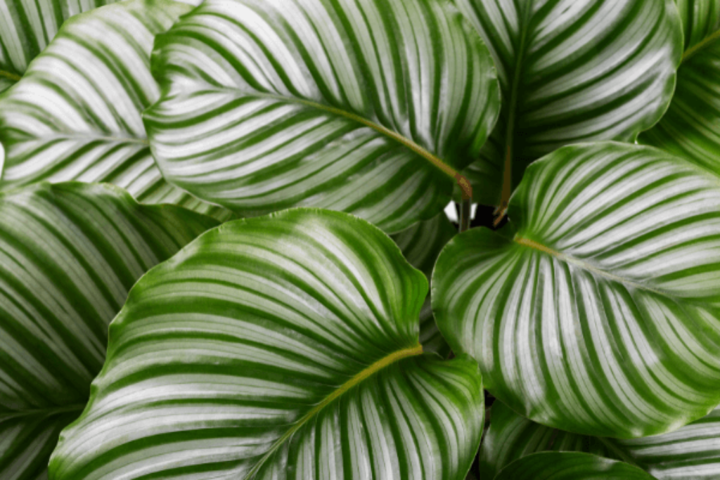 calathea plants