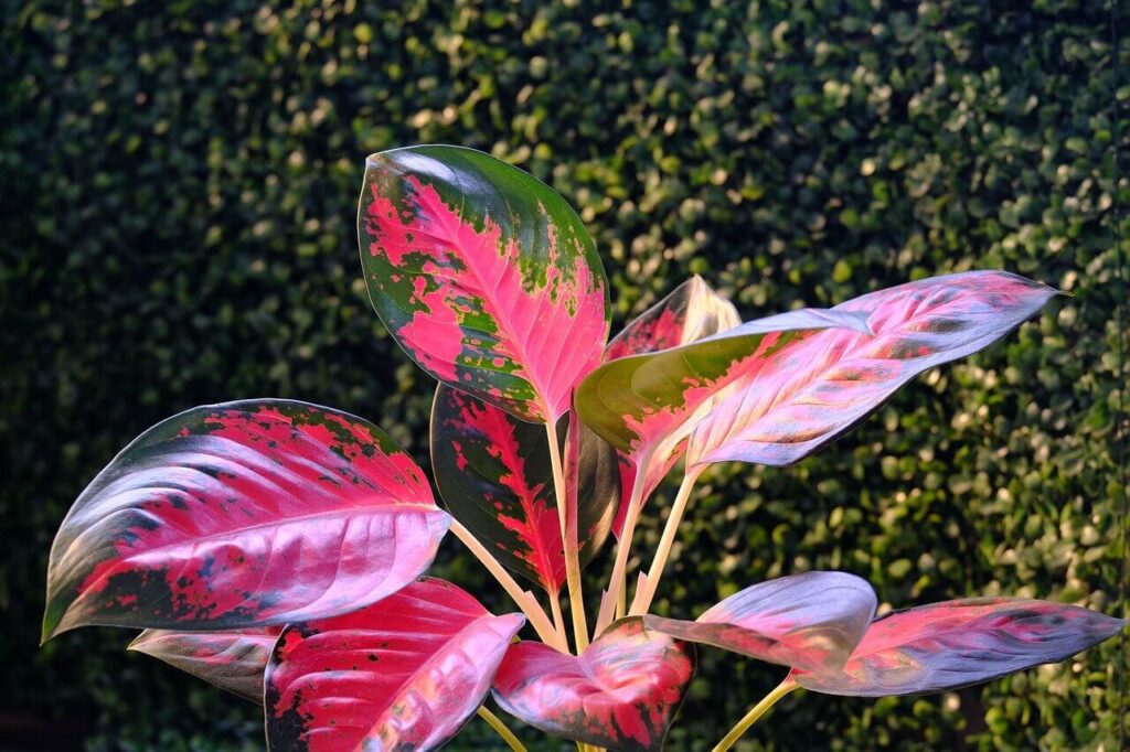 Chinese evergreen plant