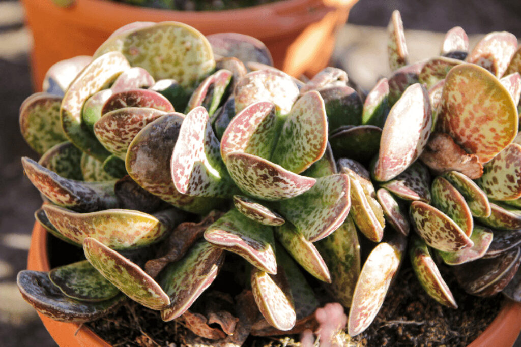 chocolate drop succulent plants