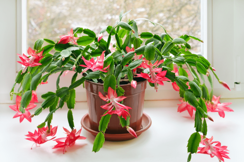 a beautiful christmas cactus