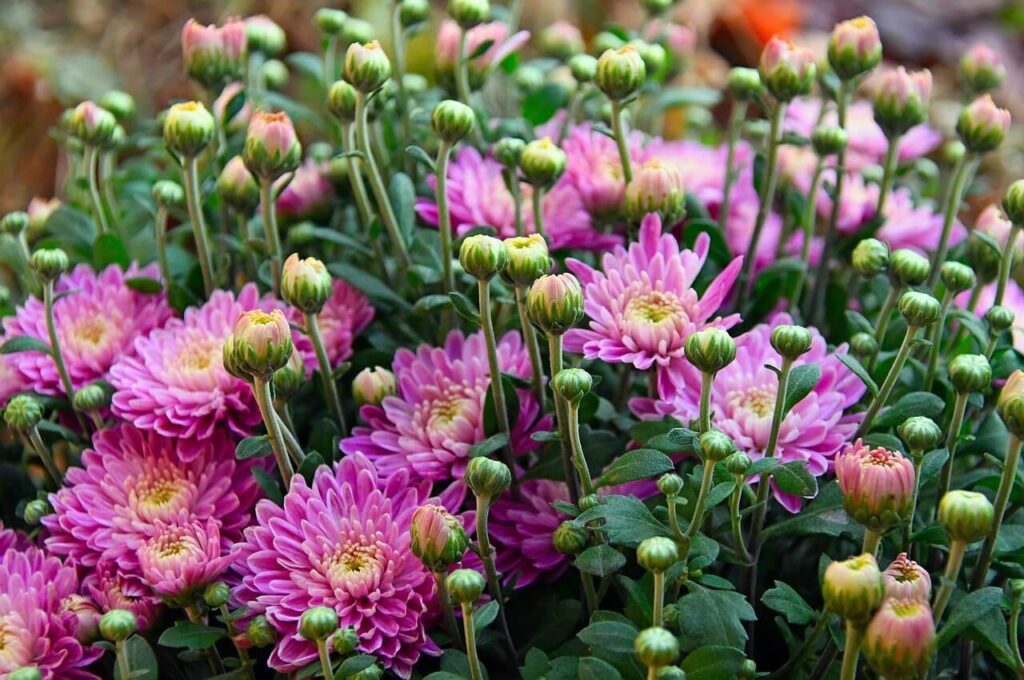 purple colored chrysanthemums