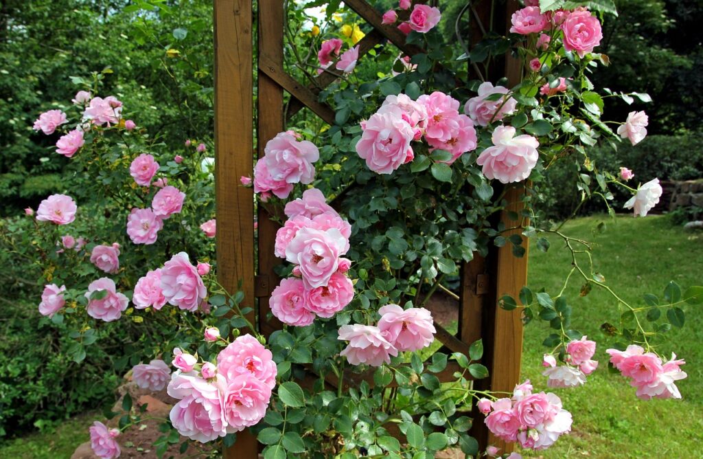 lovely climbing roses