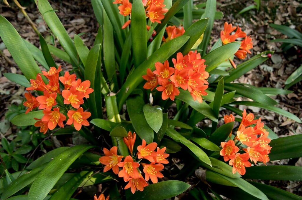 clivia plants