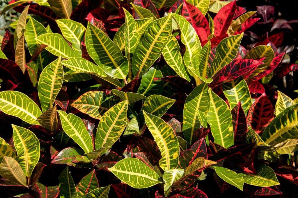 crotons