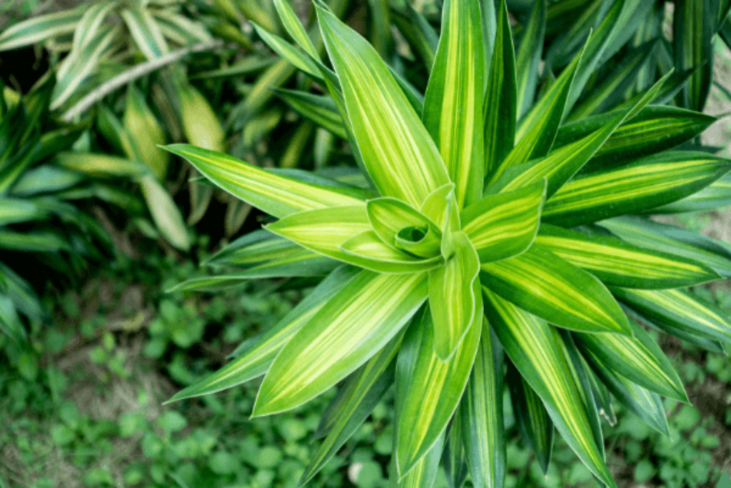 corn plants