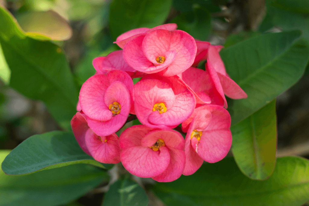 crown of thorns succulent