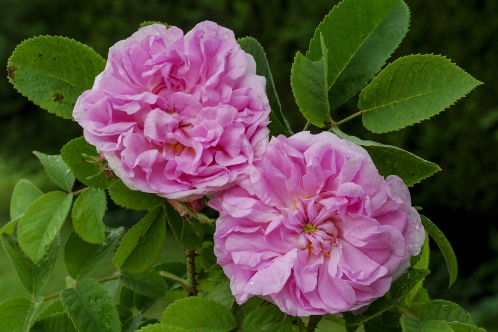 pink damask roses