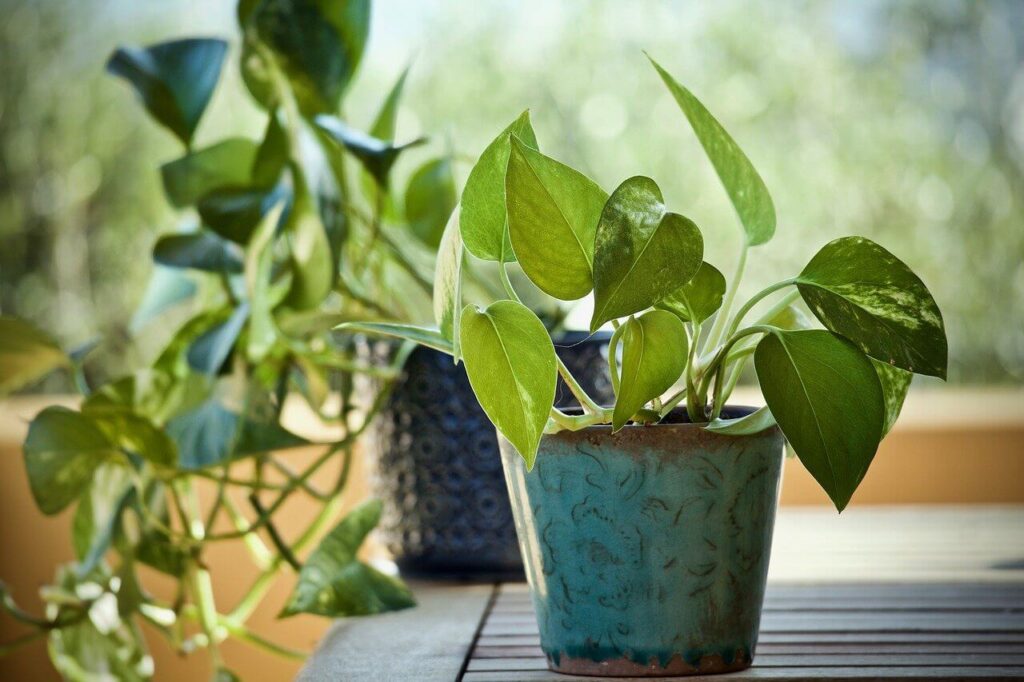 devil's ivy plant